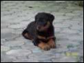 unsere Hunde Rocky und Mac