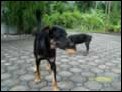 Mac und Rocky beim Spielen oder zerreissen einer Cocosnuss