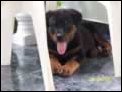 Rocky unter dem Liegestuhl auf unserer Terrasse