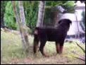 Rocky unter einer Palme