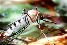 Die Malaria Mücke